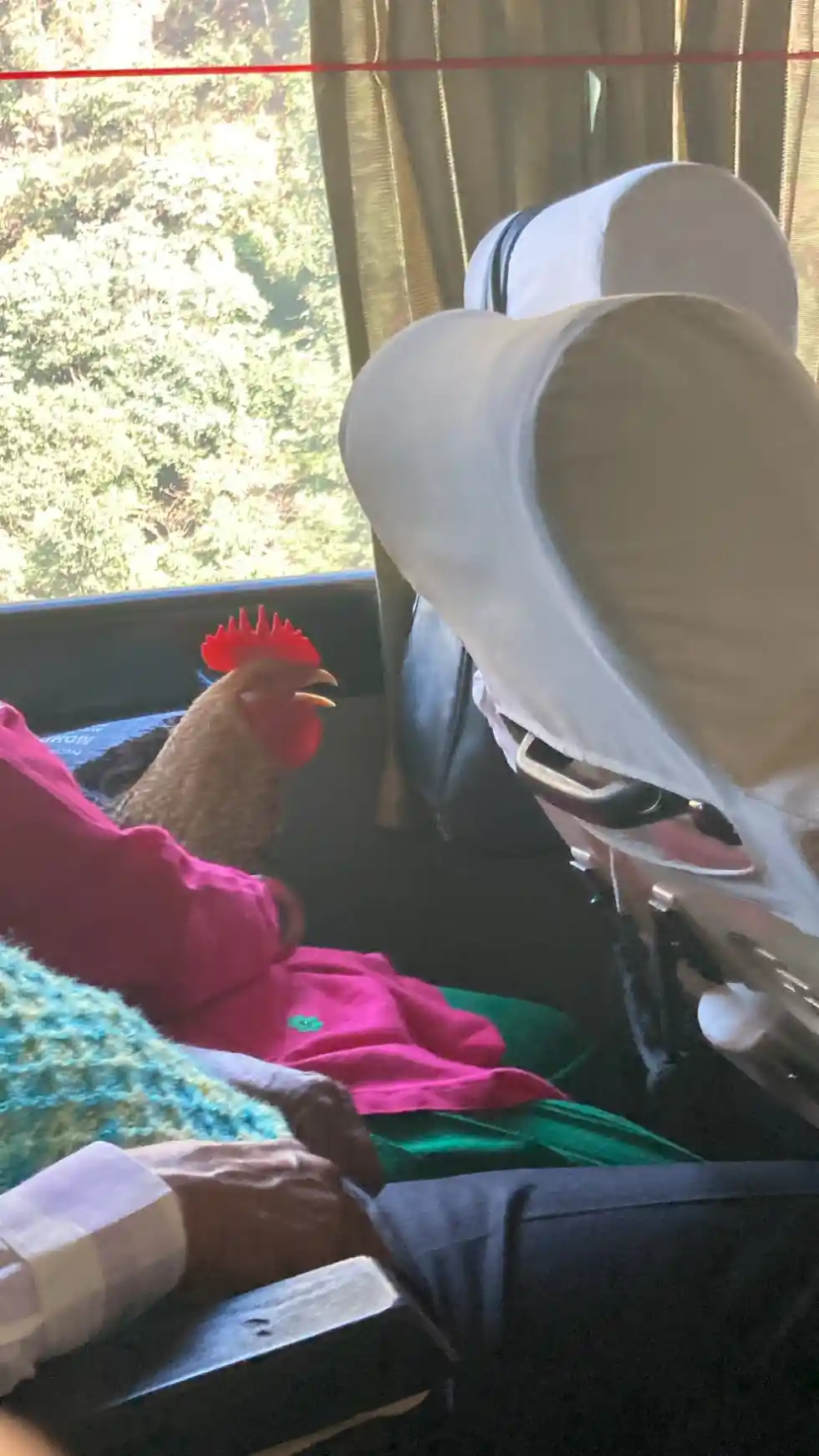 A chicken on the bus seat