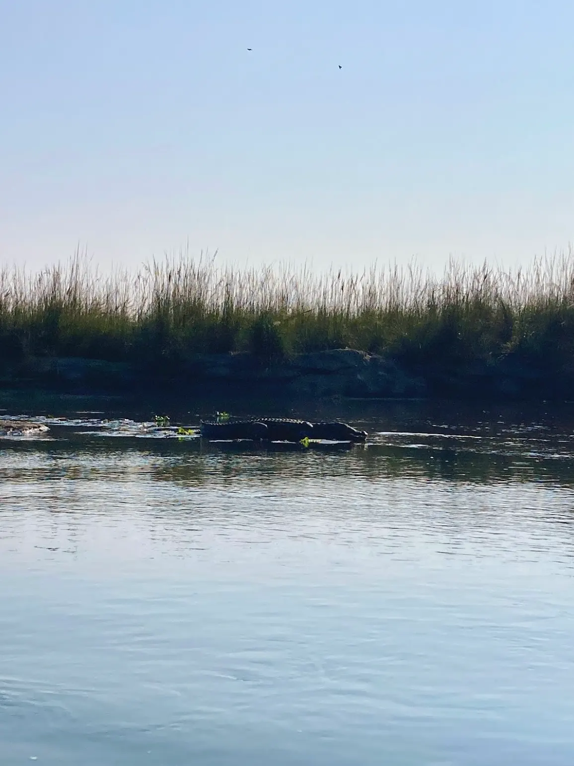 Crocodile in Chitwan river