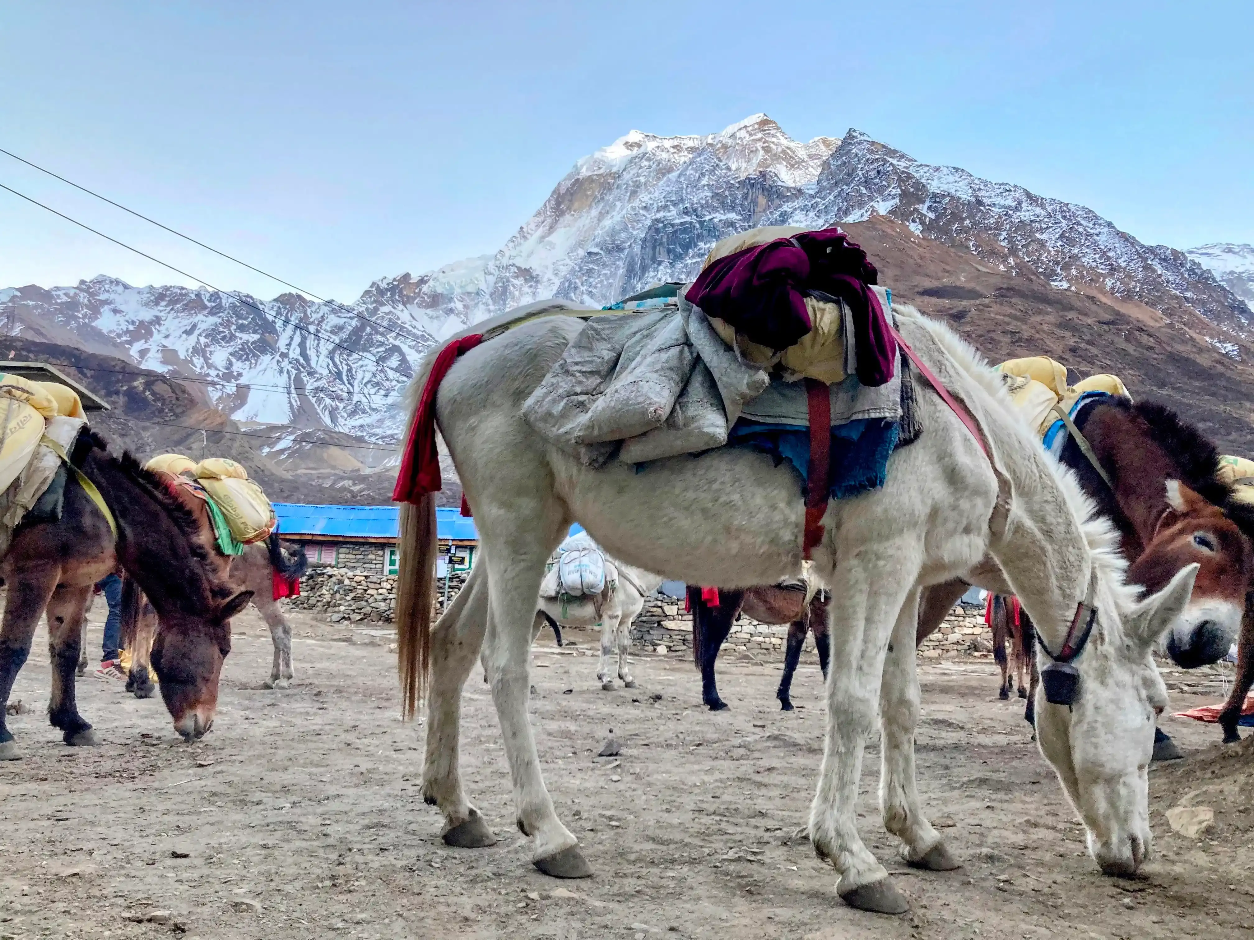 Donkeys and Mountains