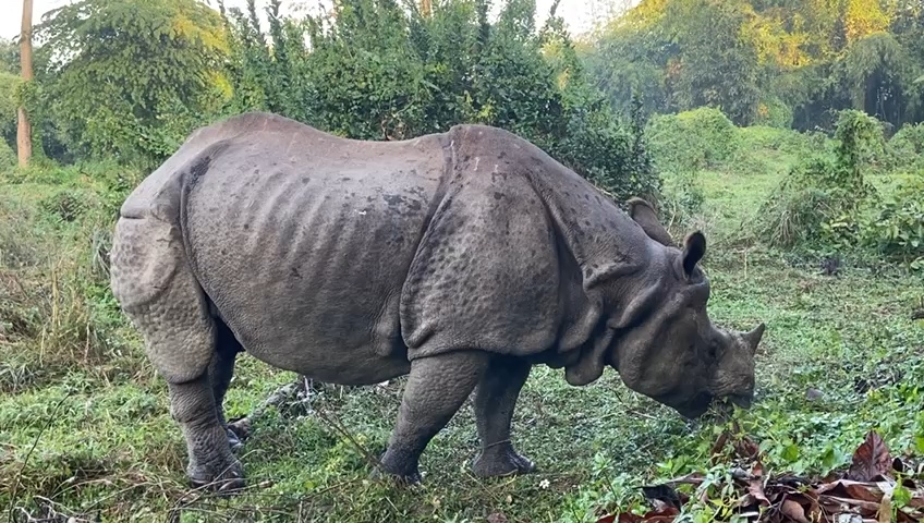 Rhino eating grass