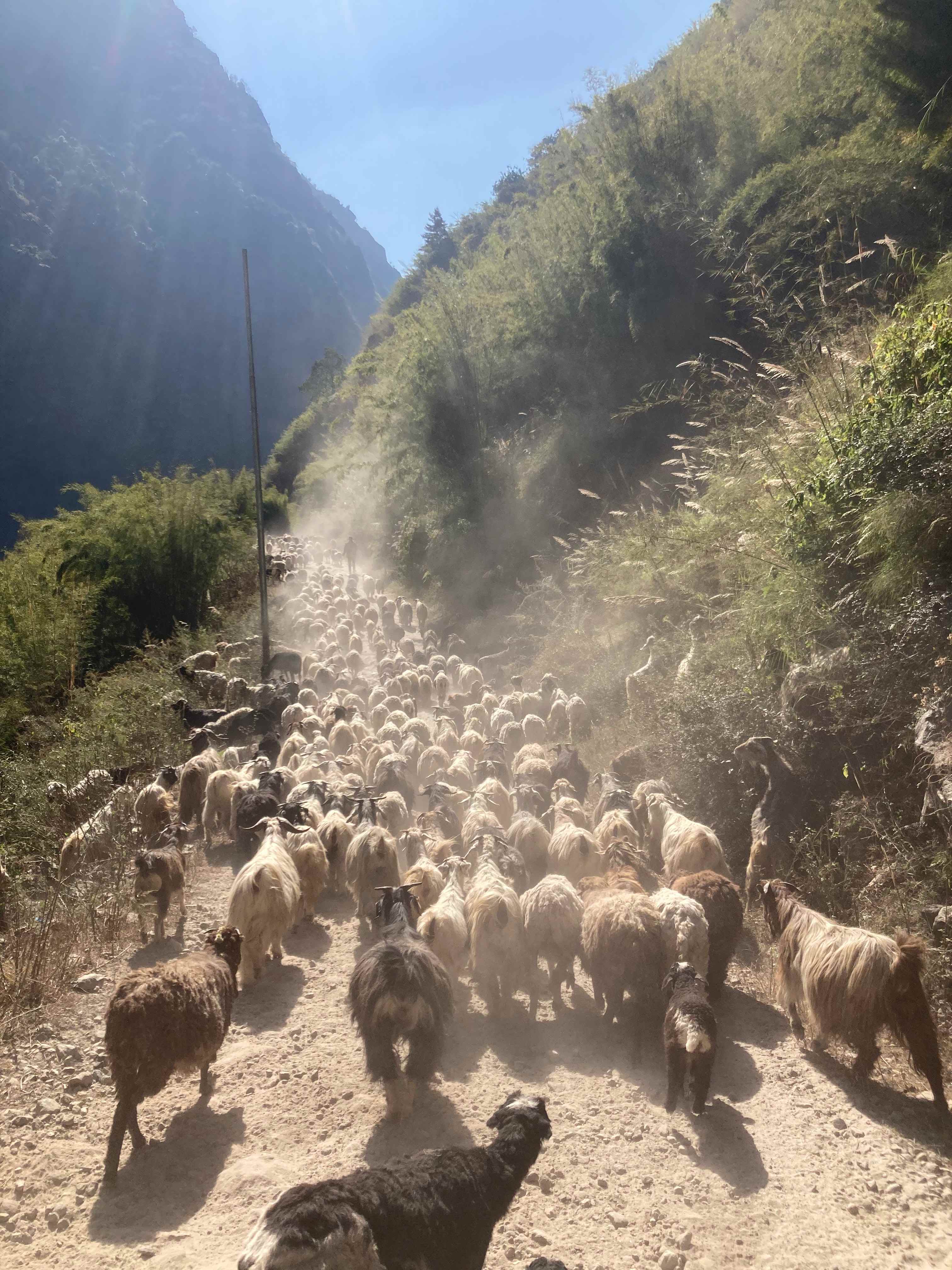 sheeps on the path