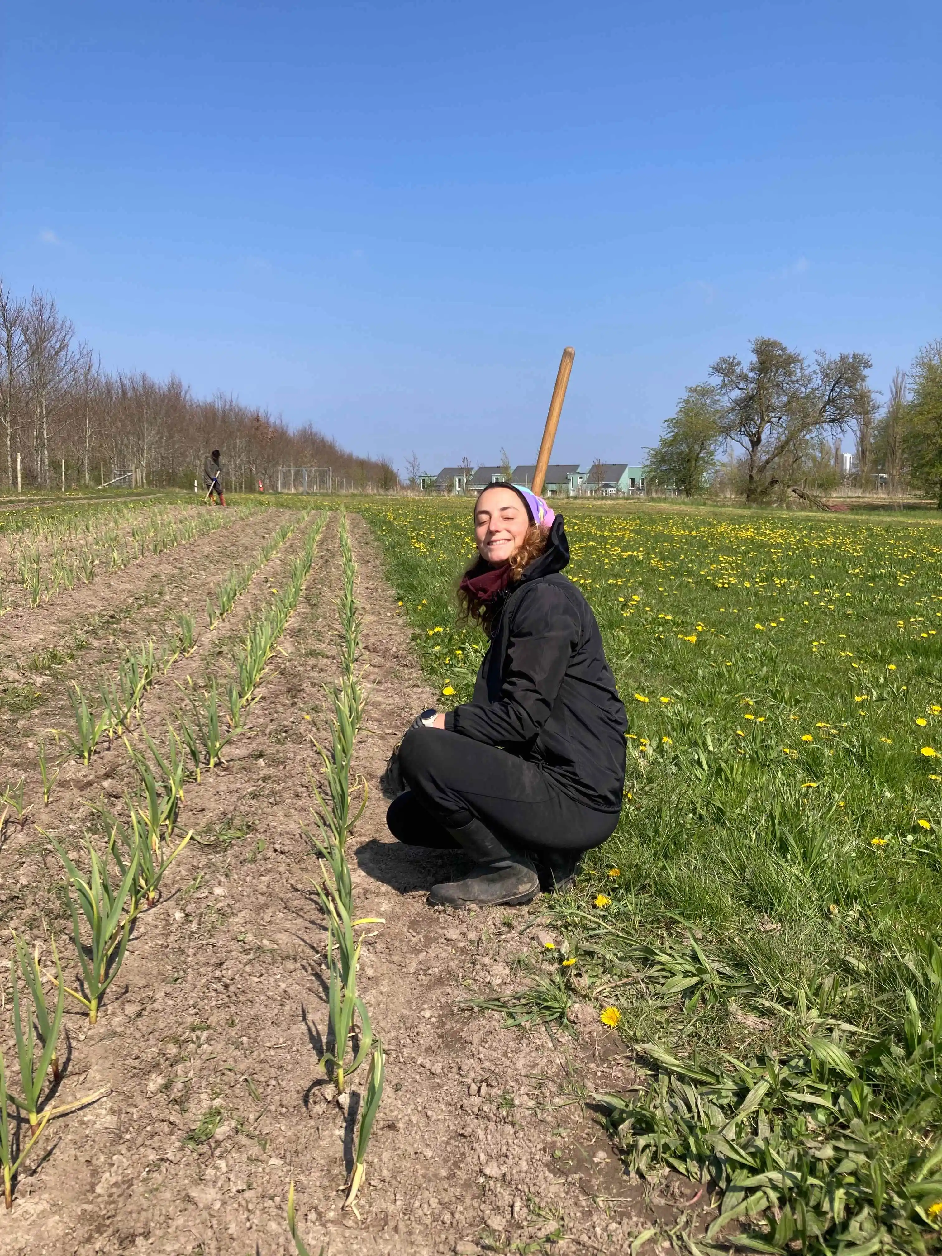 Sofia working in the garlic field