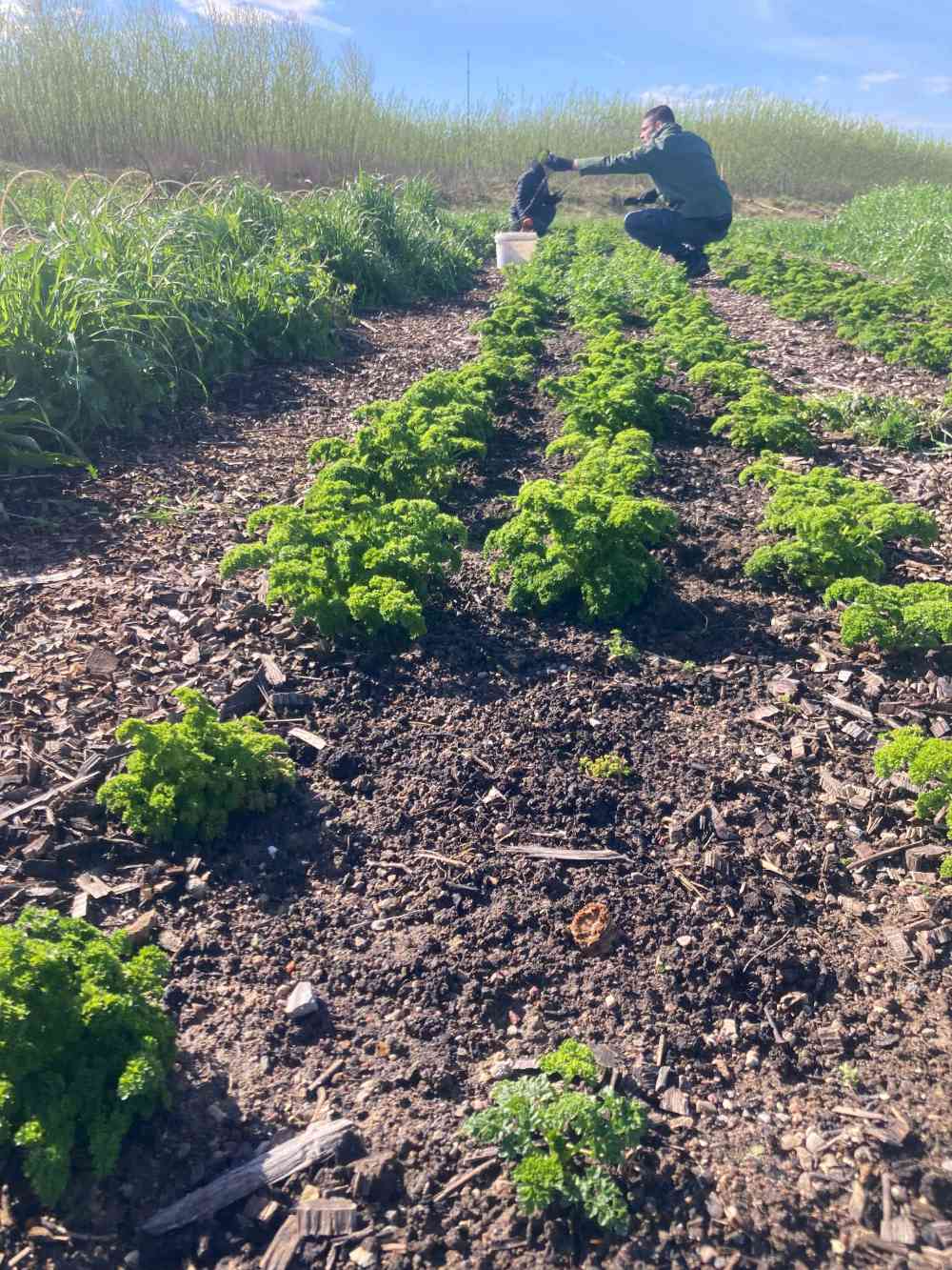 Plants in a field