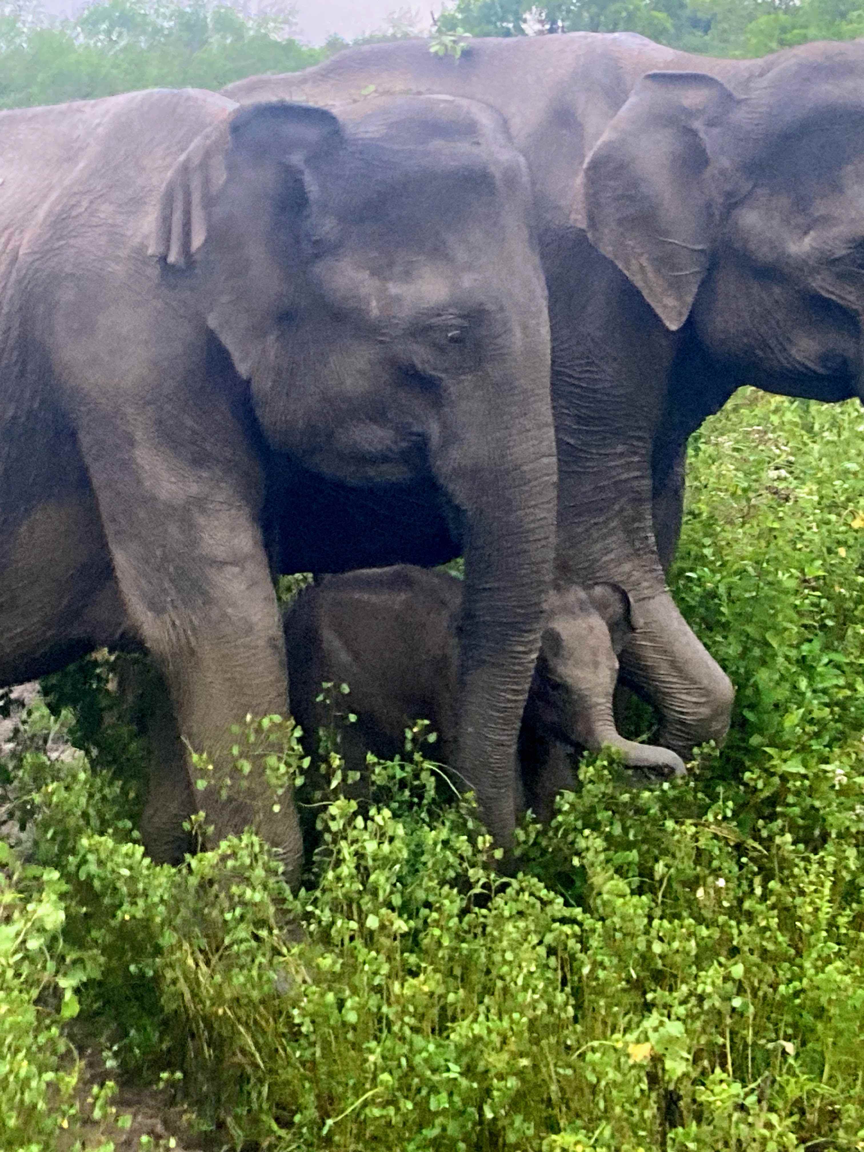 two adult elephants and a baby elephant