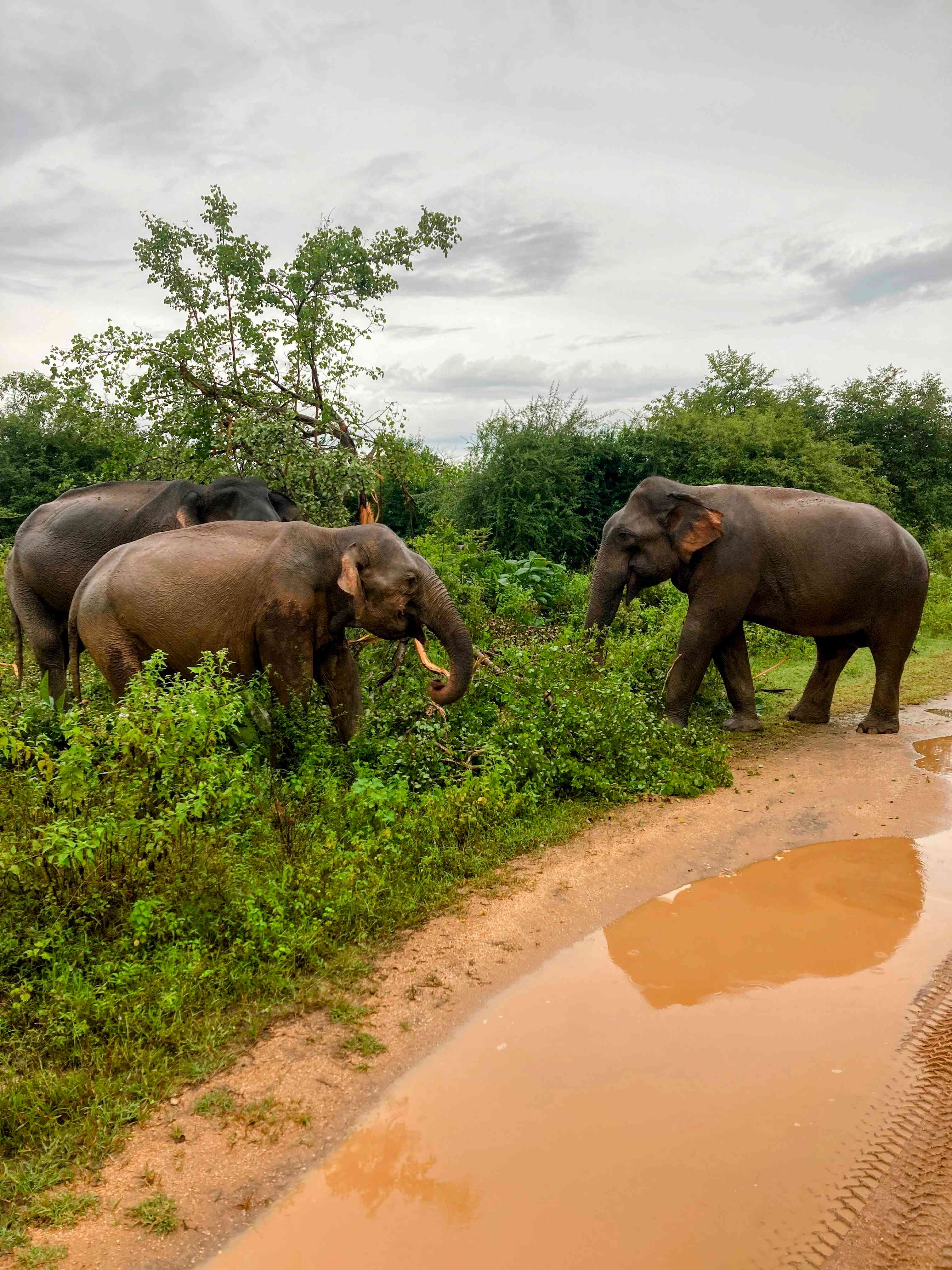 Group of elephants eating grass