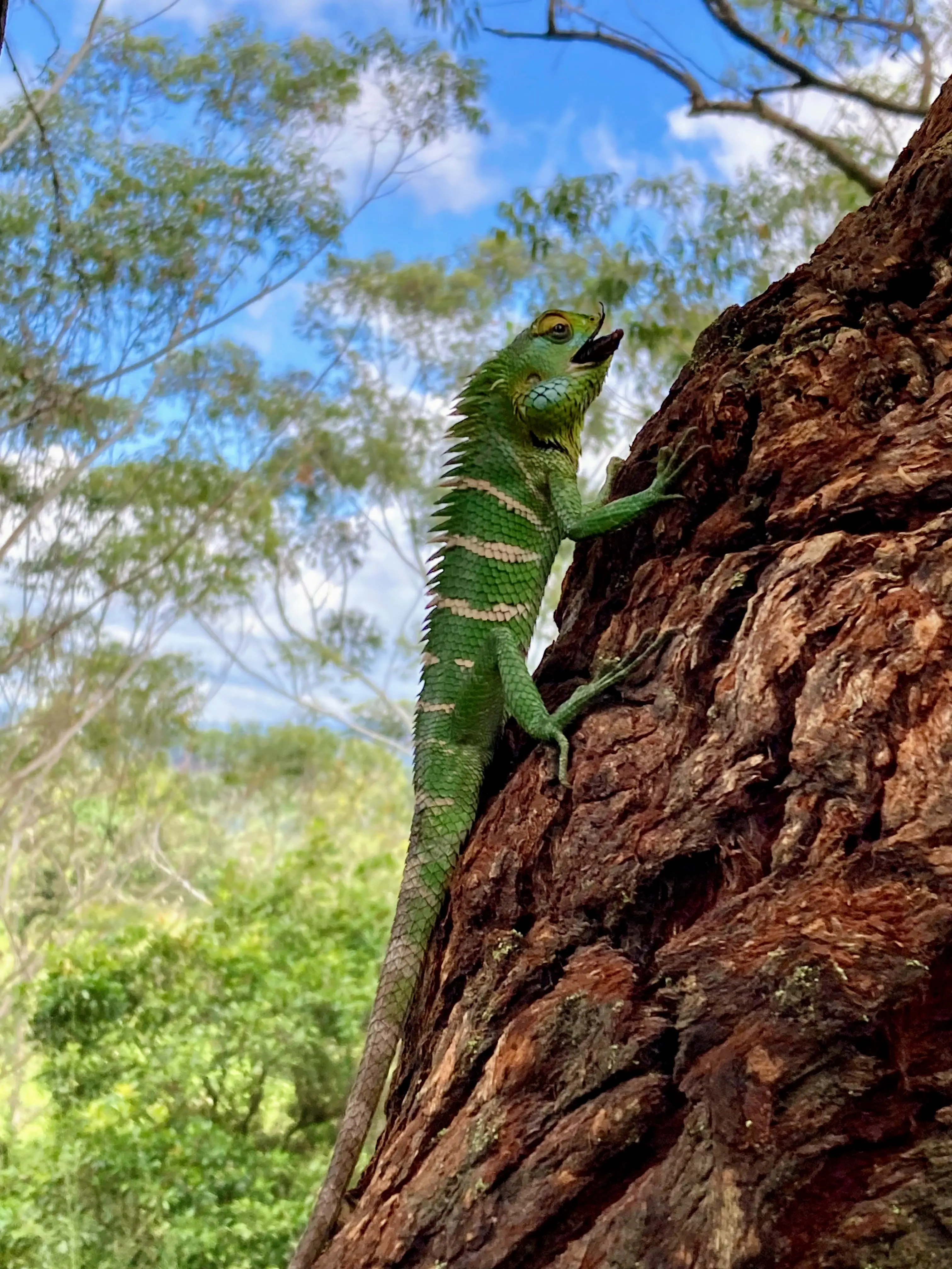 Jeko on a tree in Ella