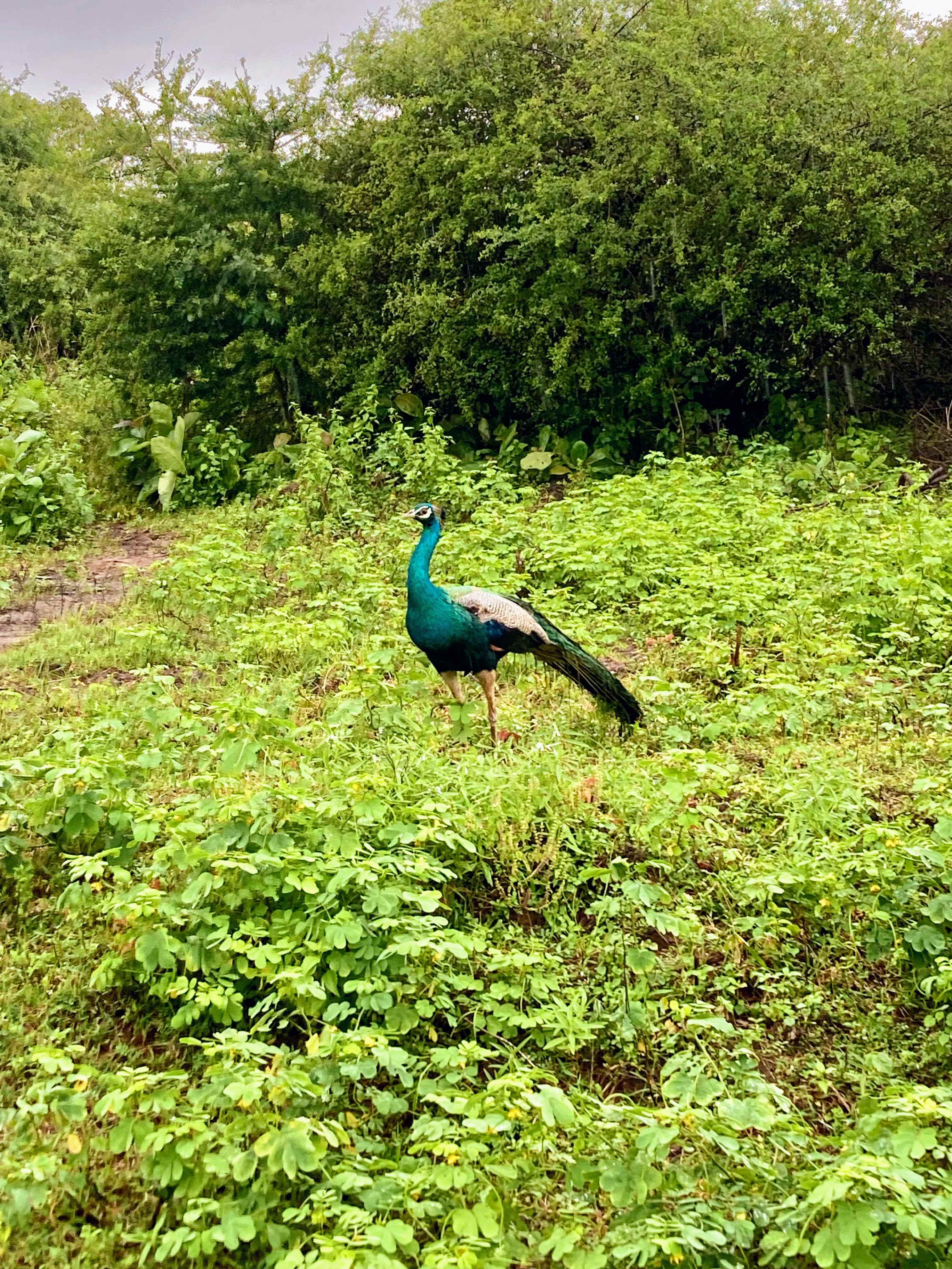 Peacock on the grass