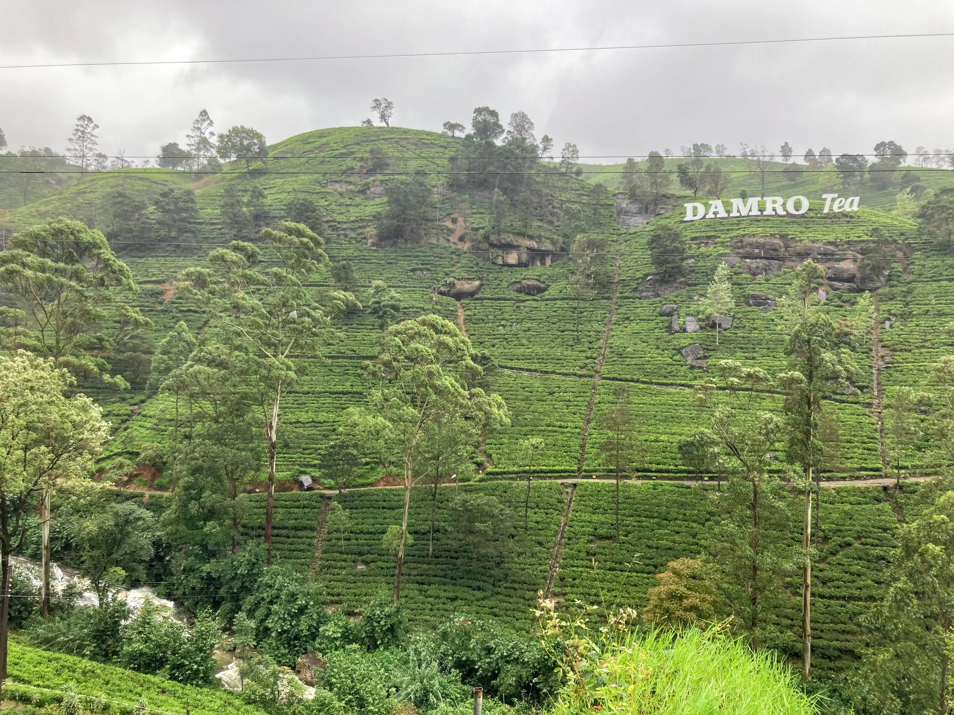 Damro tea plantation