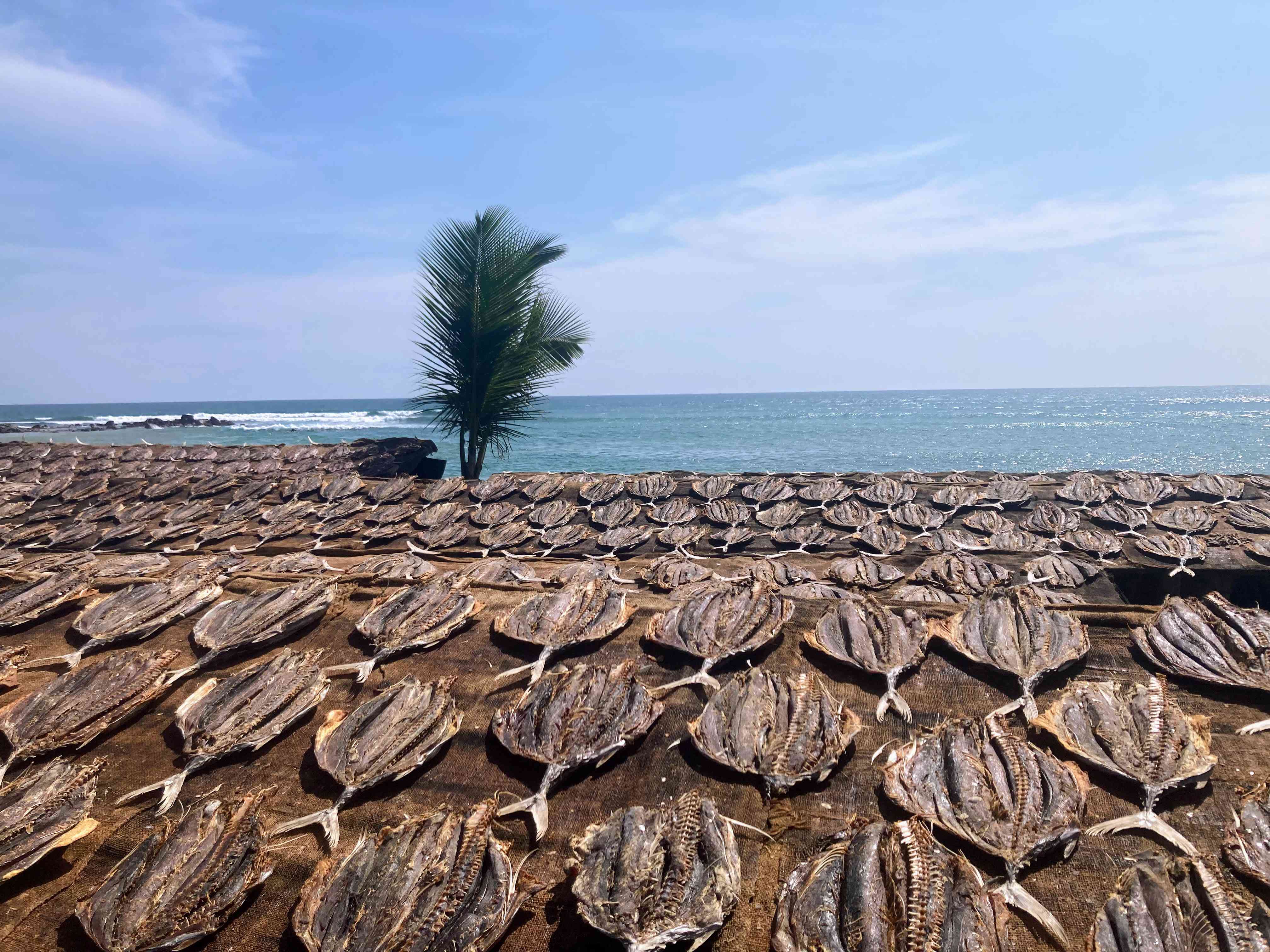 Fishes drying on a roof