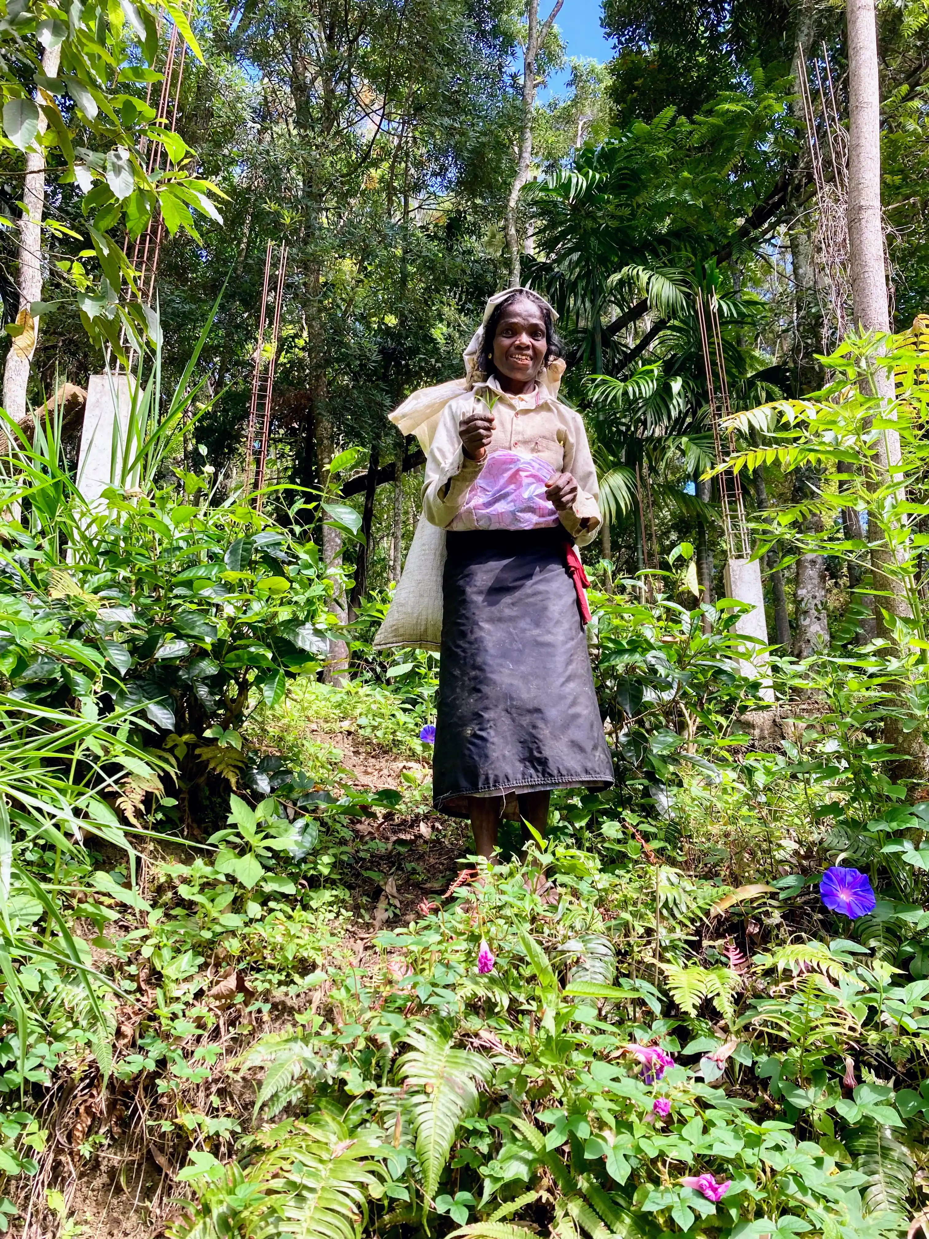 woman picking tea leaves in a tea plantation